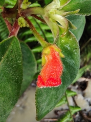 Kohleria
