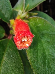 Kohleria