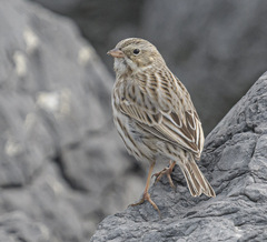 Passerculus sandwichensis princeps