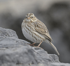 Passerculus sandwichensis princeps
