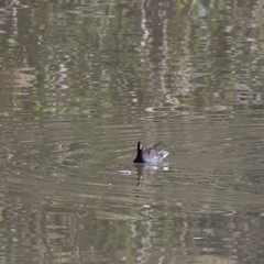 Gallinula chloropus