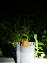 Polypedates megacephalus