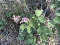 Rubus rigidus