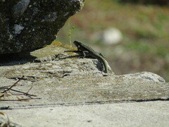 Podarcis erhardii riveti