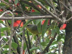 Basileuterus culicivorus