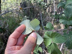 Rubus rigidus