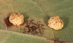 Caryomyia glebosa