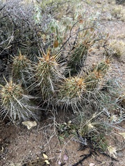 Echinocereus engelmannii fasciculatus