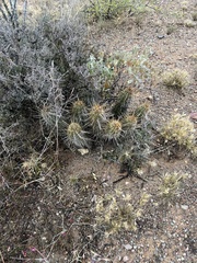 Echinocereus engelmannii fasciculatus