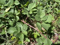 Rubus affinis
