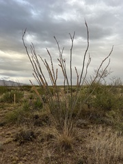 Fouquieria splendens splendens