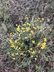 Psilostrophe cooperi