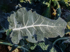Brassica oleracea italica