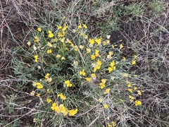 Psilostrophe cooperi