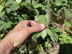 Rubus affinis