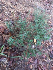Thymus vulgaris