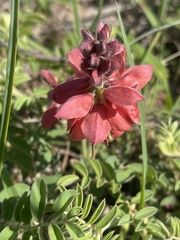 Indigofera sanguinea