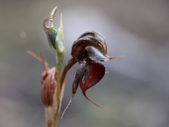 Pterostylis boormanii