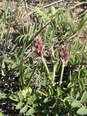 Indigofera sanguinea