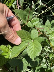Rubus affinis