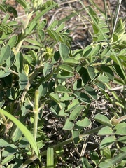 Indigofera sanguinea