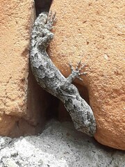 Mediodactylus kotschyi