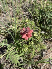 Indigofera sanguinea