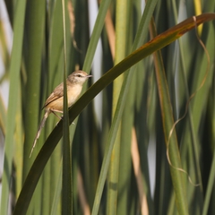 Prinia inornata