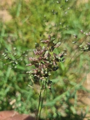 Eragrostis obtusa