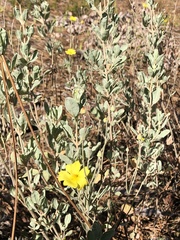 Cistus halimifolius