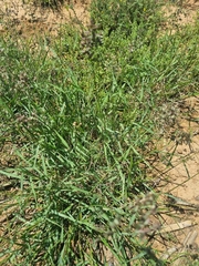 Eragrostis obtusa