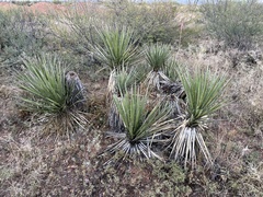 Yucca baccata brevifolia