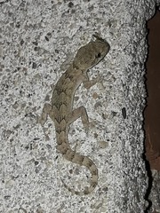 Mediodactylus kotschyi