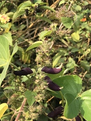 Mucuna pruriens