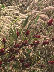 Hibiscus sabdariffa