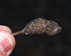 Neuroterus quercusbatatus