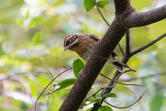 Emberiza tristrami