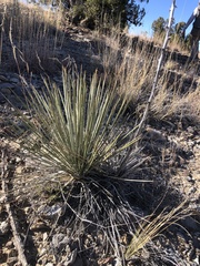 Yucca