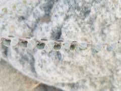 Acmispon argophyllus