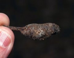 Neuroterus quercusbatatus