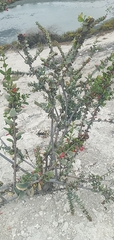 Galvezia fruticosa