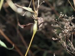 Neolasioptera perfoliata