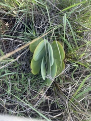 Kalanchoe thyrsiflora