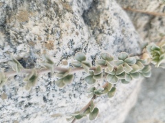 Acmispon argophyllus