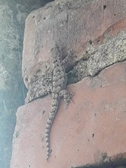 Mediodactylus kotschyi