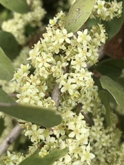 Phyllanthus emblica