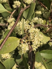 Phyllanthus emblica
