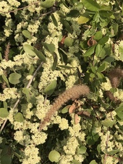 Phyllanthus emblica