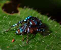 Thiania