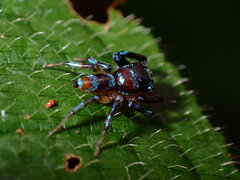 Thiania